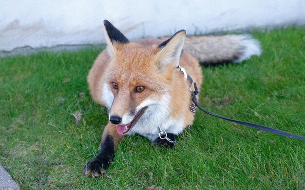 the fox is anunusual pet