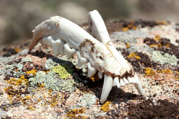 Fox jaw on stone