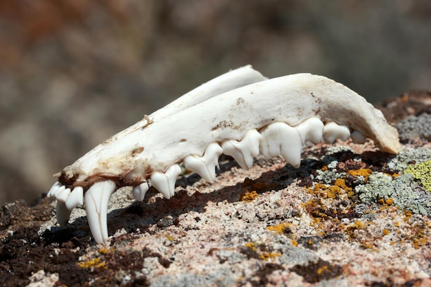 Fox jaw on stone