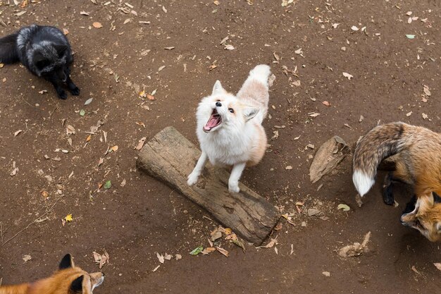 Fox kijkt omhoog en wacht op eten