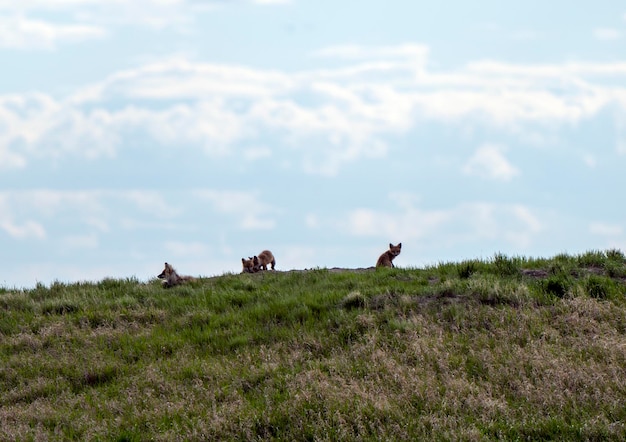 Photo fox kits at den