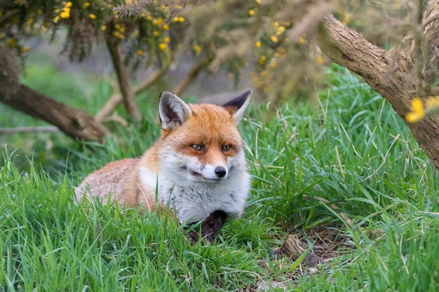 Fox looking away while resting on grassy field