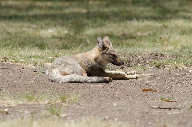 fox lying on the floor