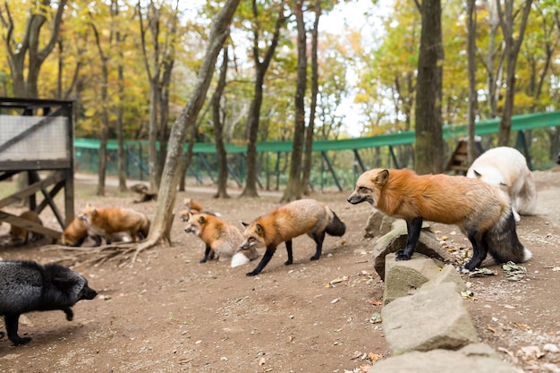 Fox in the park