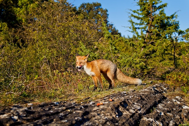 Photo fox on road