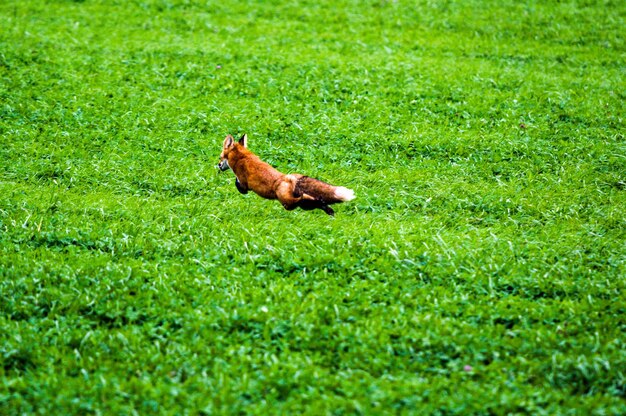 Photo fox running amidst plants on field