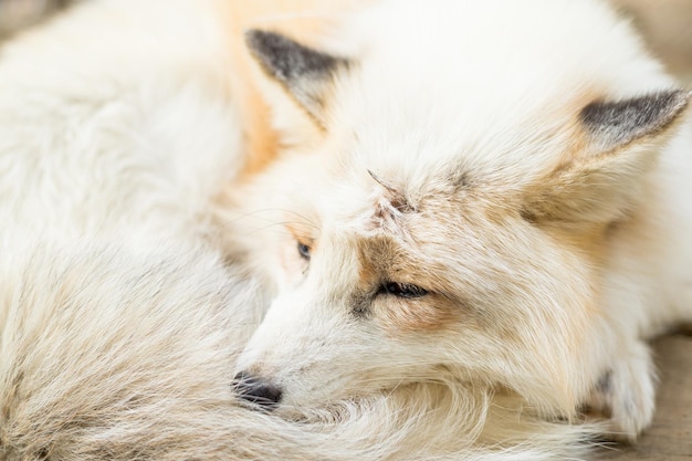 Fox sleeping