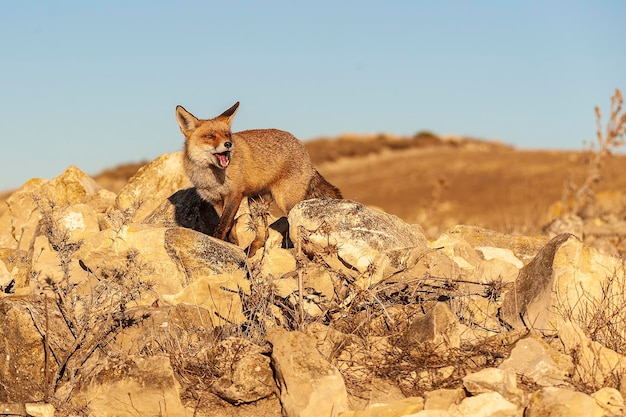 Fox sniffing freely distrustful and cunning