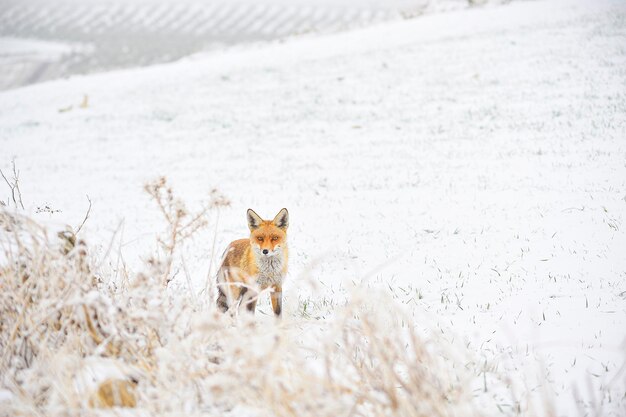 Fox sniffing in full freedom in snowy field