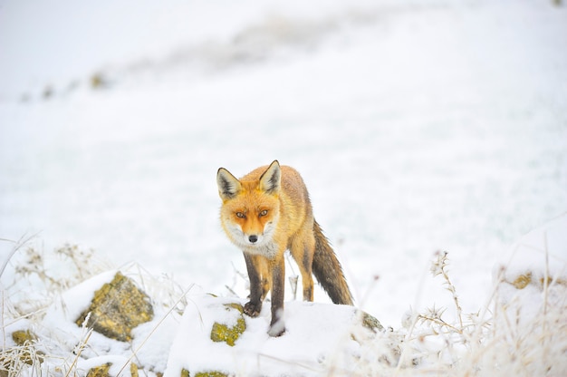 Fox sniffing in full freedom, in snowy field.
