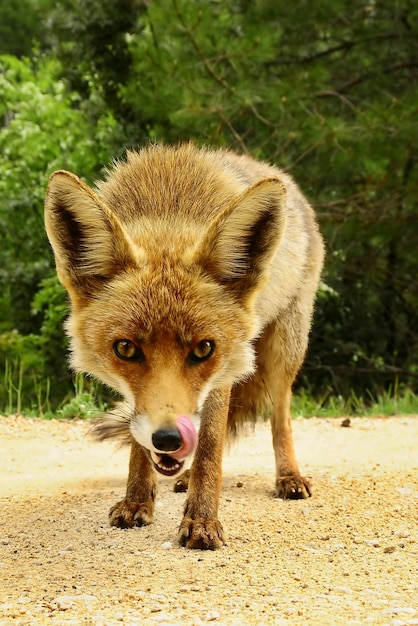 Fox sniffing in full freedom suspicious and cunning