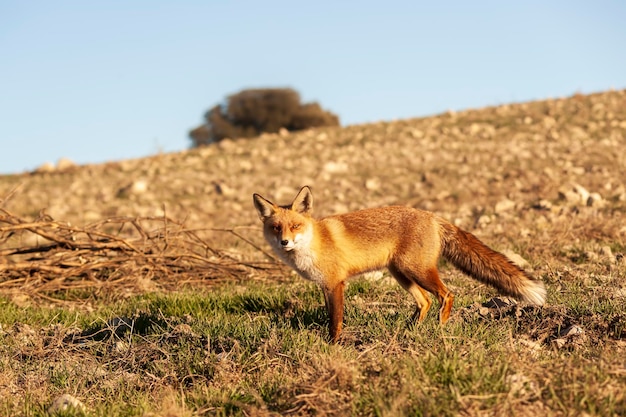 Fox sniffing in full freedom suspicious and cunning