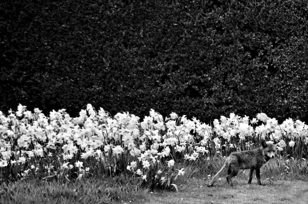 Photo fox standing by plants on field