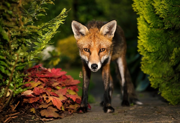 Photo fox standing on field