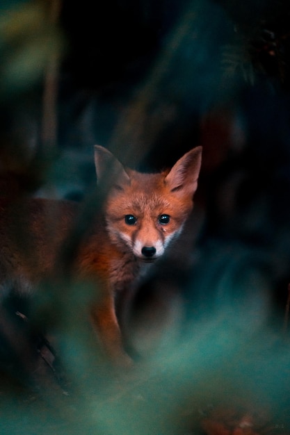 fox standing on field