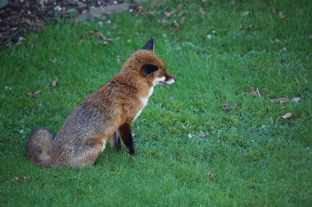 Photo fox standing on field