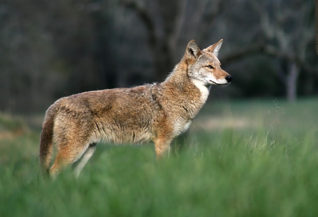 Photo fox standing on field