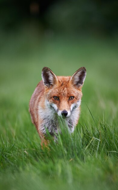 Photo fox standing on grassy field