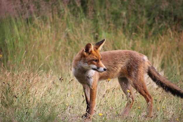 Photo fox standing on grassy field