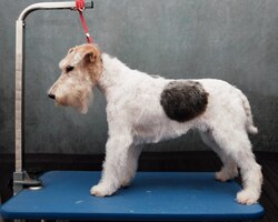 Fox terrier dog after trimming on the table side view
