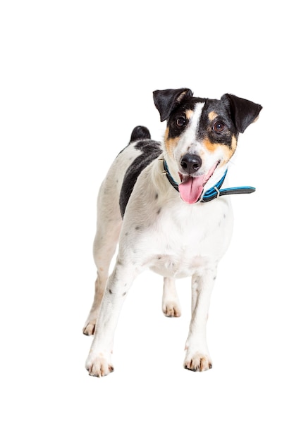 Fox-terrier poseren in studio op witte achtergrond geïsoleerd