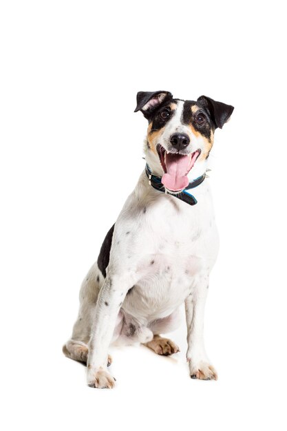 Fox terrier posing in studio on white background isolated