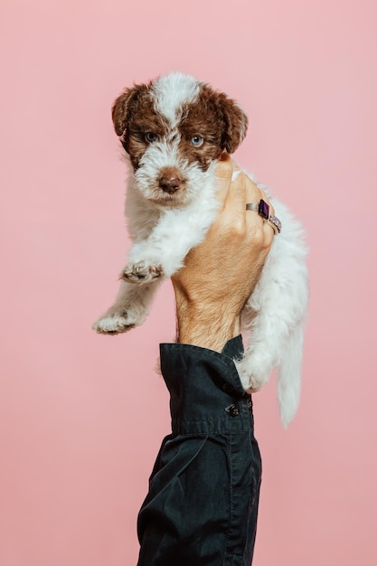 Fox Terrier-puppy die in een hand wordt gehouden