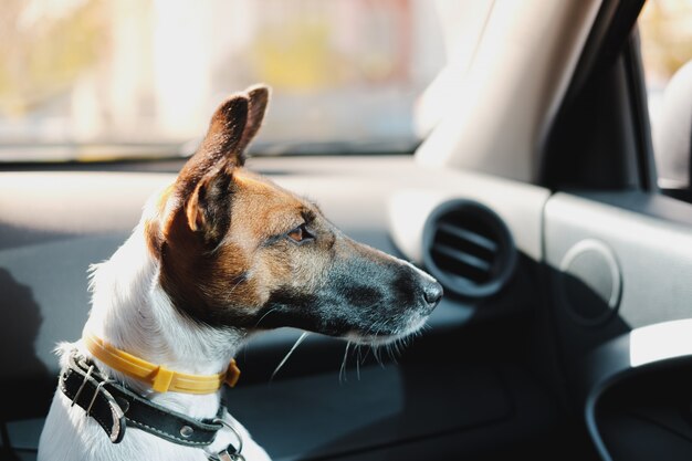 Fox terrier sitting in a car and waiting for his owner. The concept of transporting pets in the car, traveling with dogs in the car and leaving the dog alone inside the vehicle