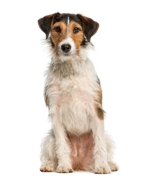 Fox Terrier sitting and looking at the camera