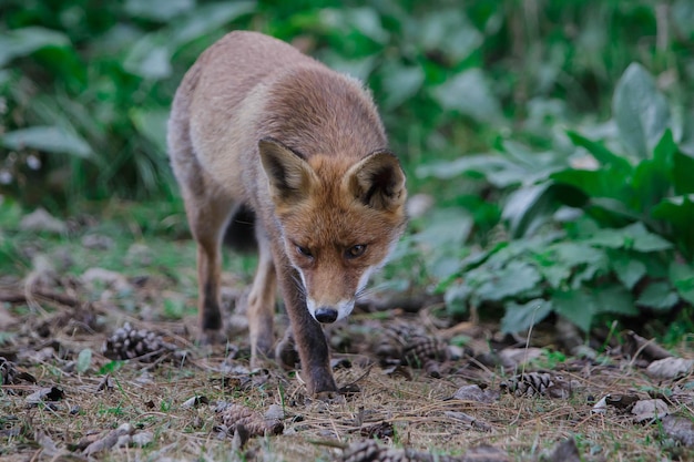 野原を歩くキツネ