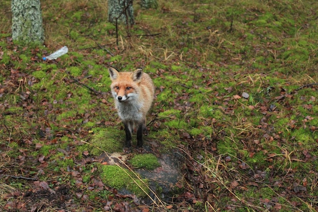 Fox walking on field