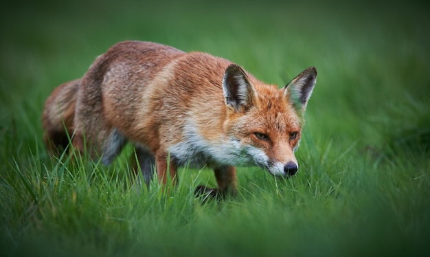 Photo fox walking on grassy field