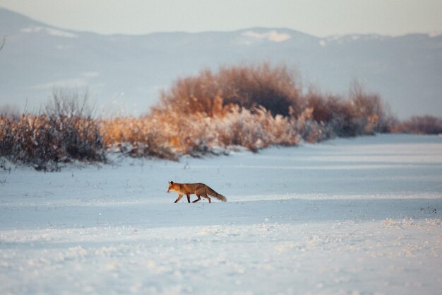 Photo fox walking on snow field