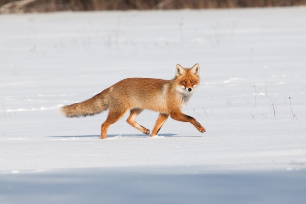 Fox on white snow