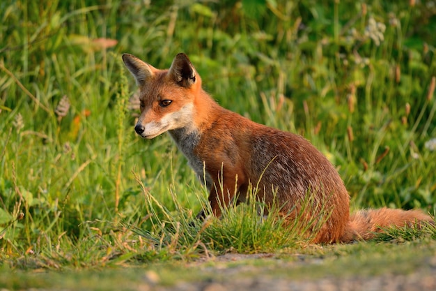 Photo fox in the wild