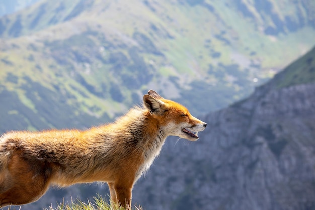 A fox with a mountain in the background