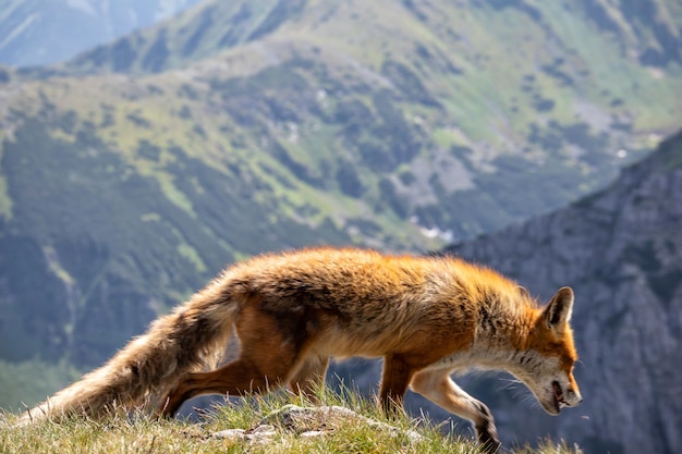 Fox with a mountain in the background