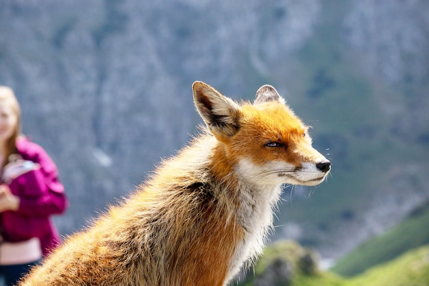 A fox with a red head and ears