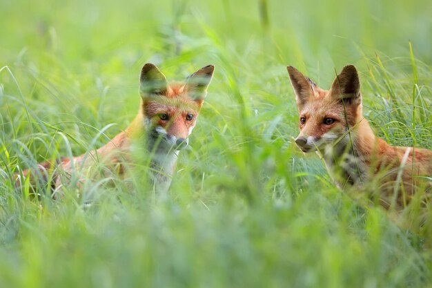 Foxes in a clearing 