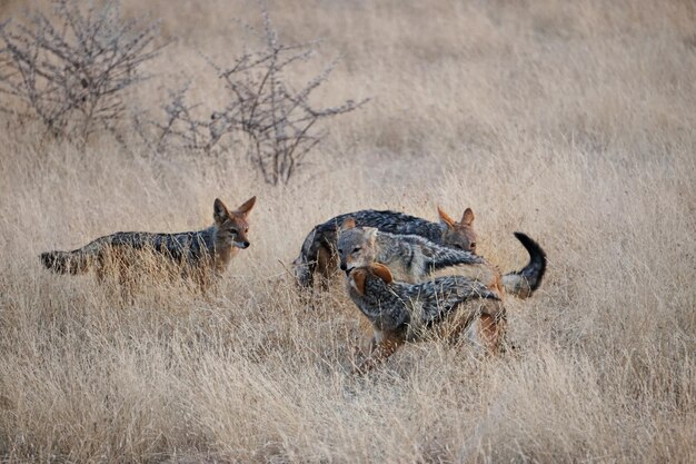 Photo foxes on grassy field in forest