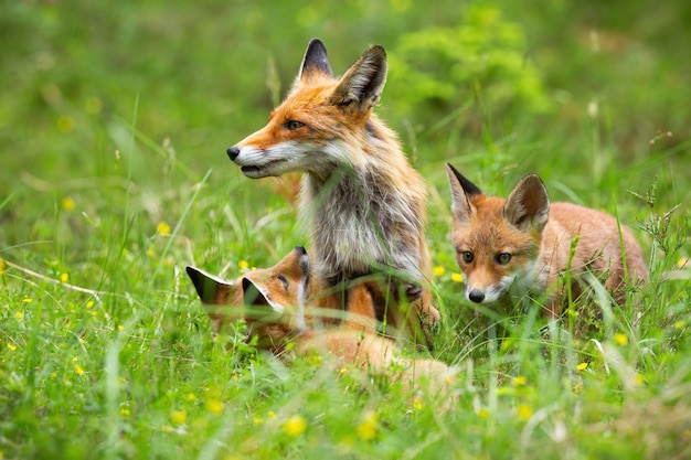 Foxes playing with their mother among the wildflowers