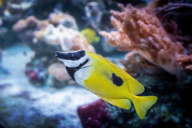 Foxface Rabbitfish Fish Siganus vulpinus