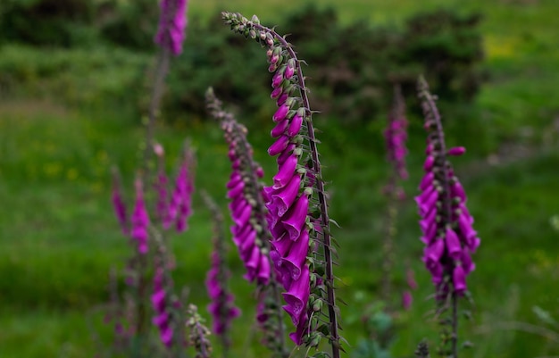 배경에 흐릿한 녹색 초원이 있는 Foxglove 꽃