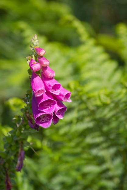 Foxglove with ferns in the background