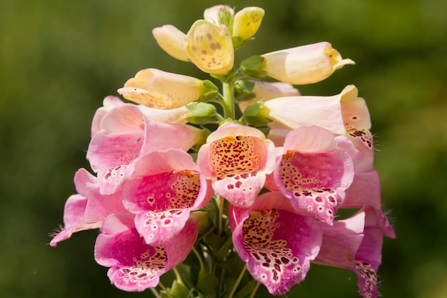 Foxglove