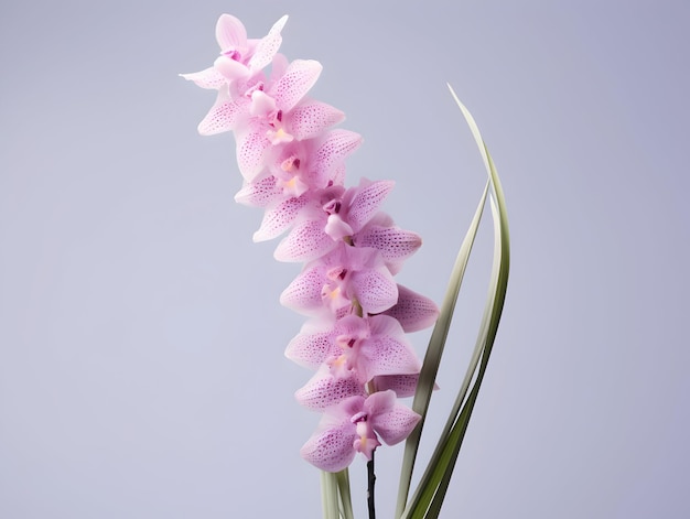 Photo foxtail orchid flower in studio background single foxtail orchid flower beautiful flower images