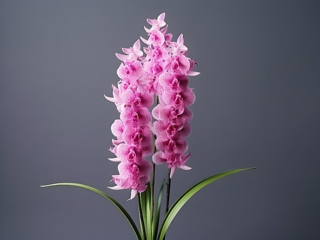 Photo foxtail orchid flower in studio background single foxtail orchid flower beautiful flower images