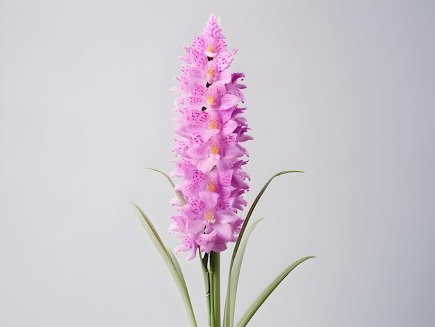 Photo foxtail orchid flower in studio background single foxtail orchid flower beautiful flower images