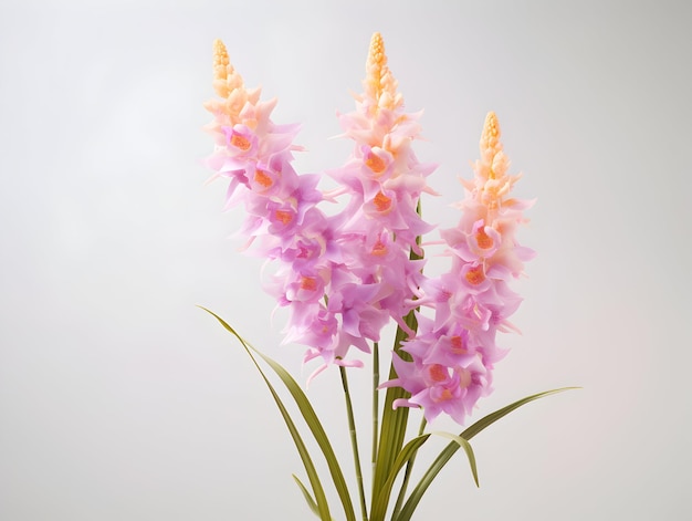 Photo foxtail orchid flower in studio background single foxtail orchid flower beautiful flower images