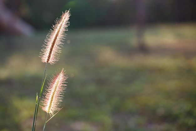 Foxtails gras onder zonneschijn close-up selectieve focus